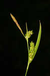 Gohlson's sedge